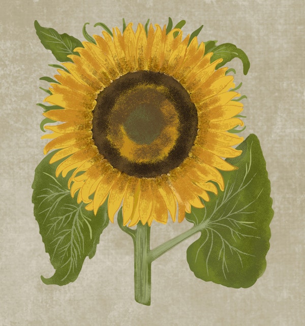Vintage Sunflower Botanical - Beige