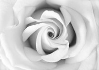 Black White Beauty Rose 1 ταπετσαρία