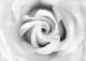 Black White Beauty Rose 1