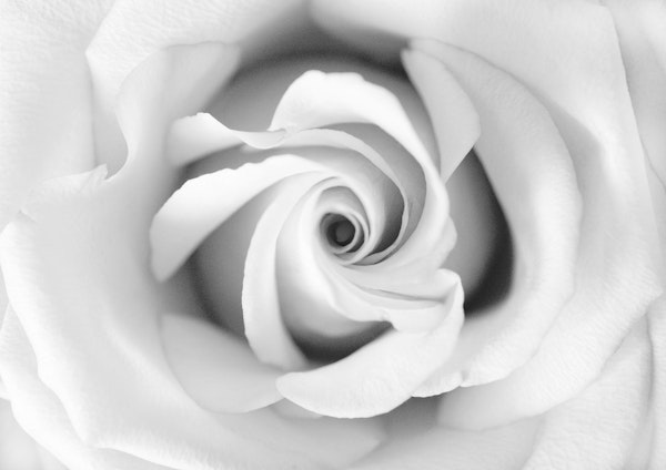 Black White Beauty Rose 1