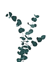 Eucalyptus Dream 4 tapete