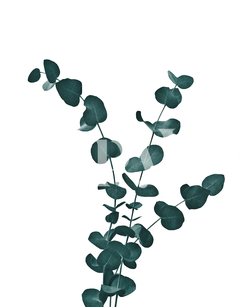 Eucalyptus Dream 4 carta da parati in una stanza