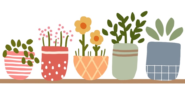 Indoor Plants