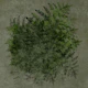 Moody Fern Botanical