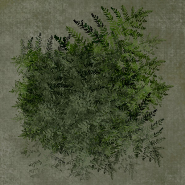 Moody Fern Botanical