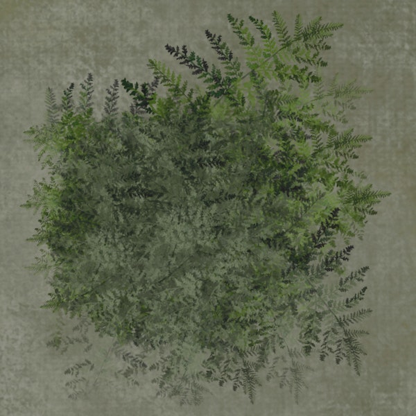 Vintage Fern Botanical
