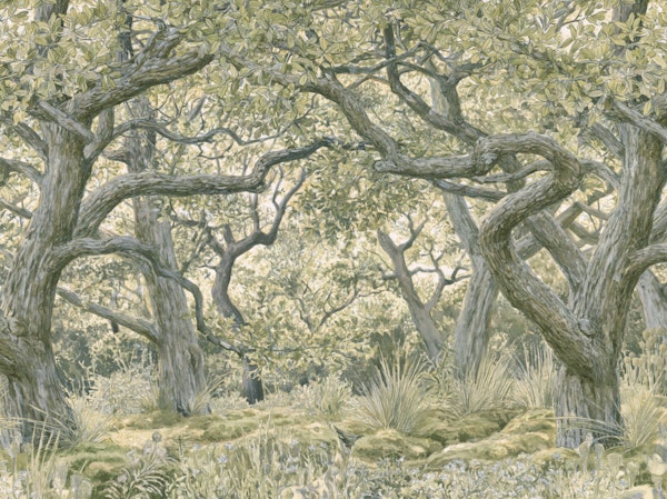 Enchanted Oak Grove