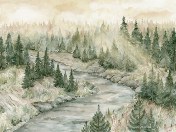 Foggy Evergreen Valley