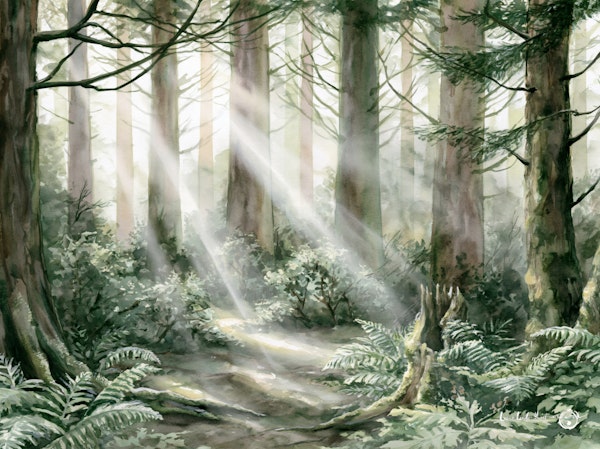 Sunbeams in Misty Forest