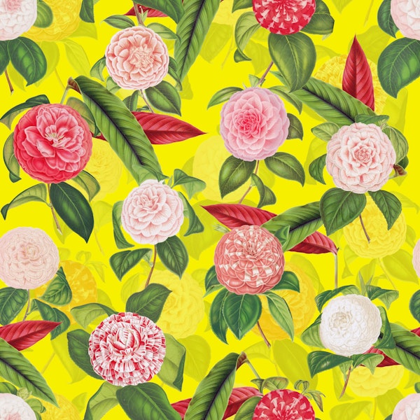 Camelia