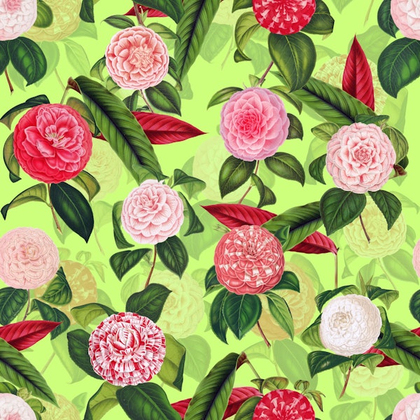 Camelia 01