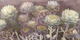 Ethereal Garden Sunset Flowers