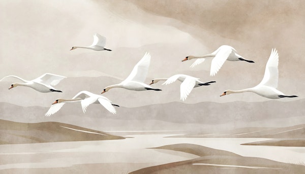 Swan Flight Over Misty Lake
