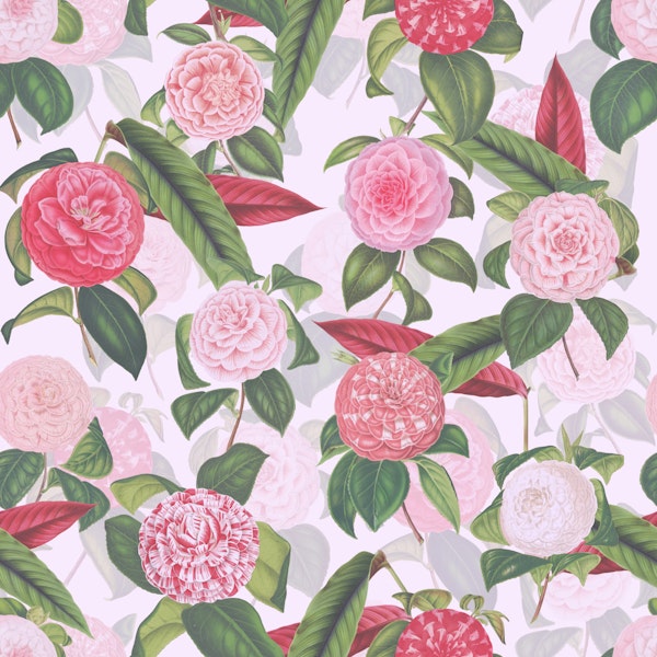 Camelia 03