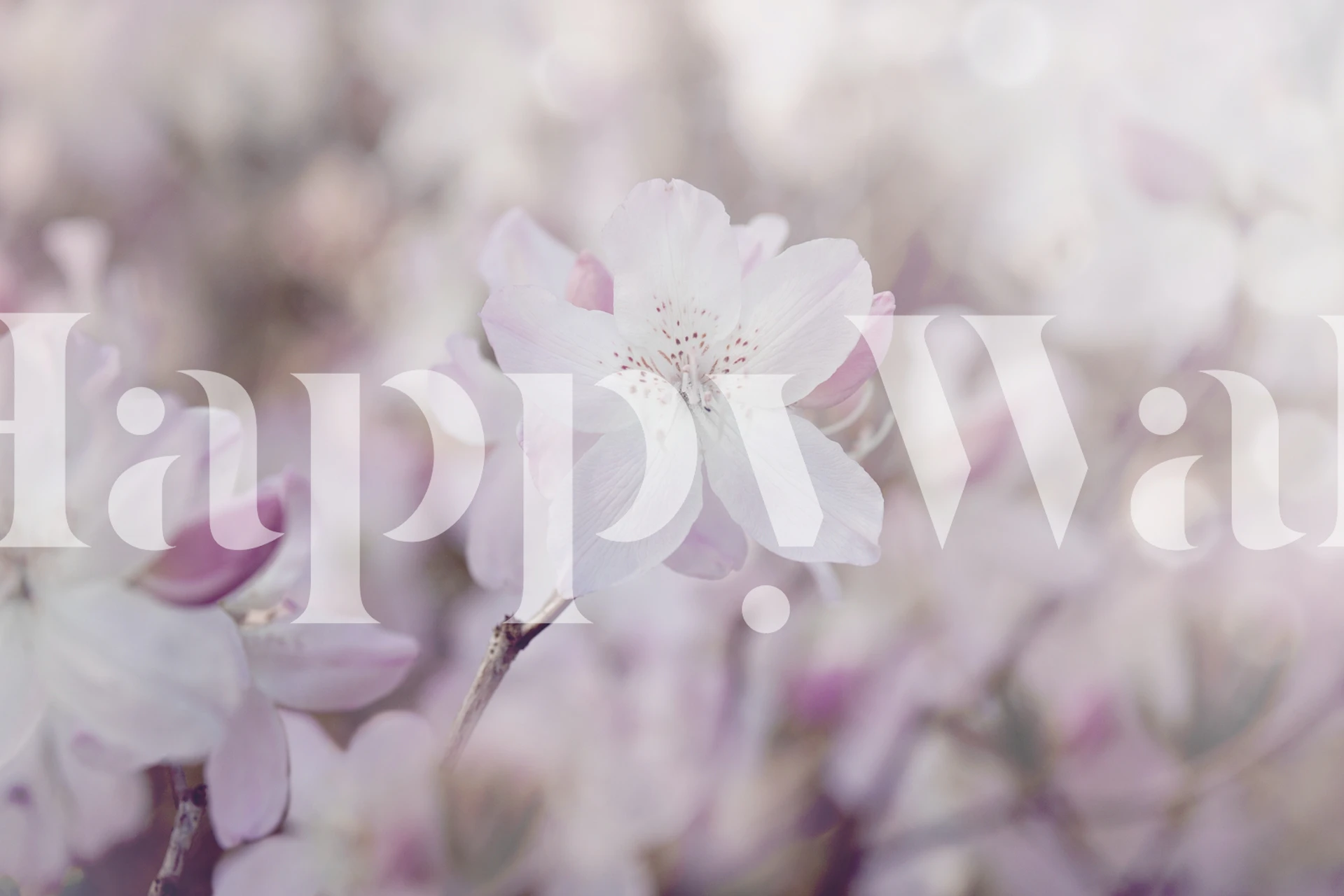 Pink floral wallpaper in a room setting