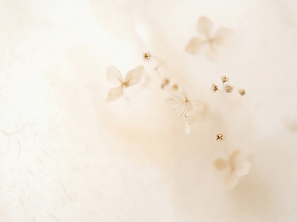 Soft White Floral Haze