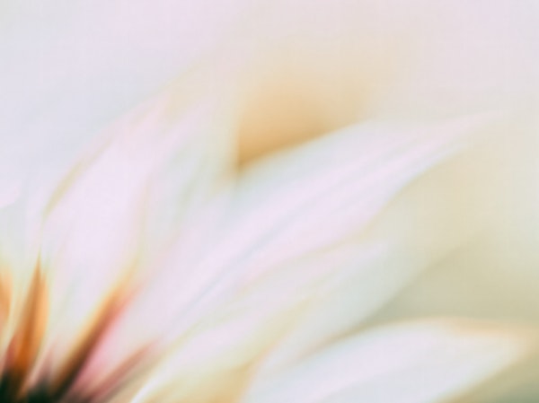 Soft Blush Petals Blur