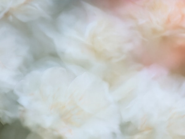 Soft Focus White Blossoms