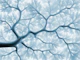 Blue Tree Branch Canopy