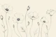 Minimal Poppy Line Art