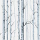 Blue Gray Birch Tree Trunks
