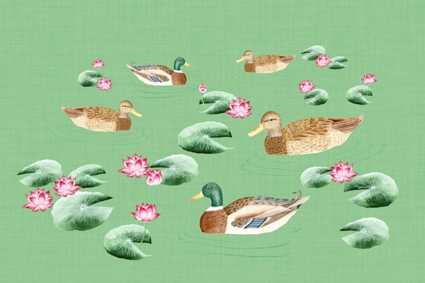 Ducks in lotus pond - emerald green