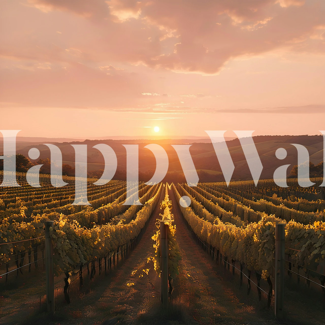 Golden Vineyard Sunset wallpaper