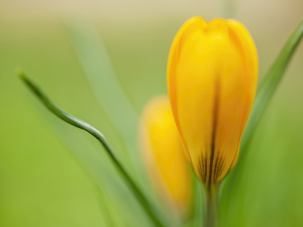 Golden Crocus Bloom Closeup