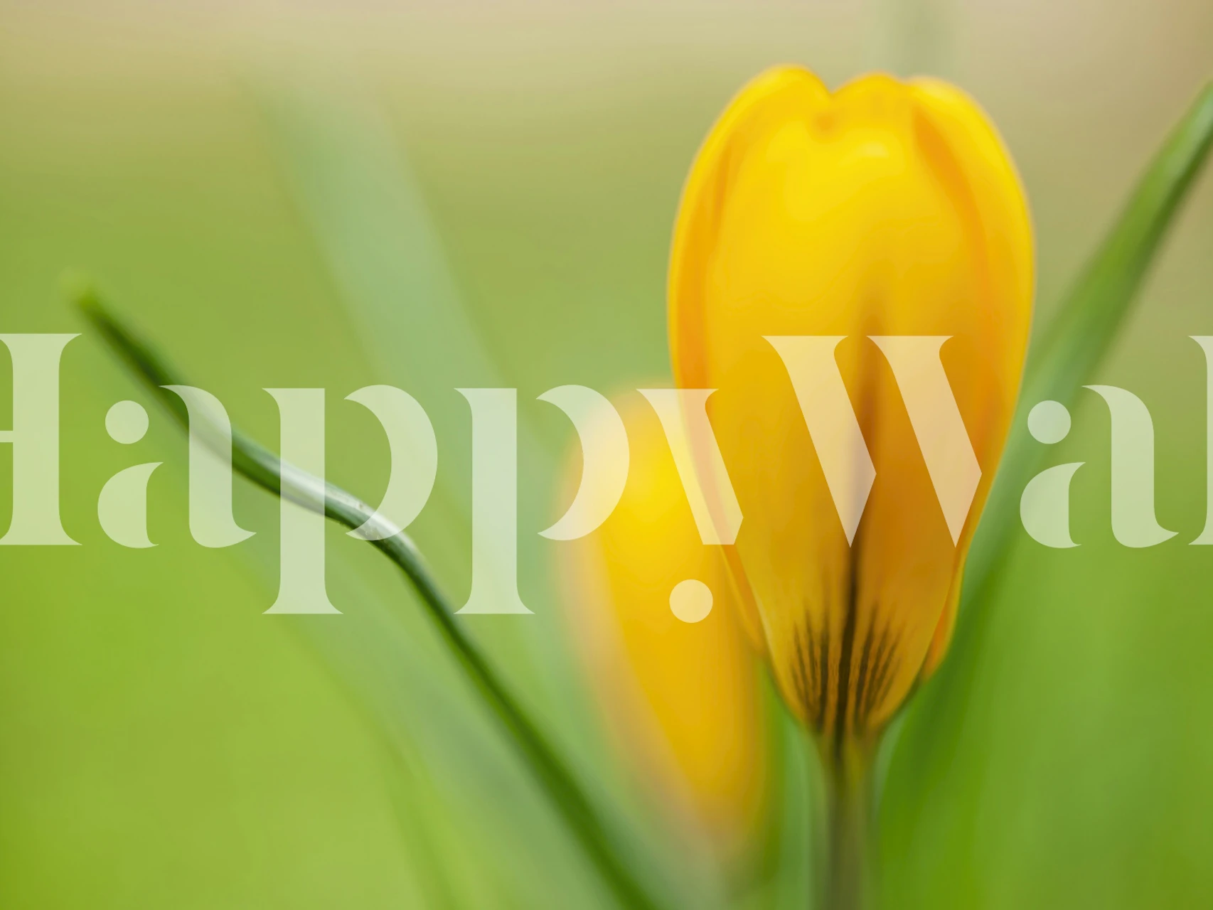 Golden crocus wallpaper in a bright room