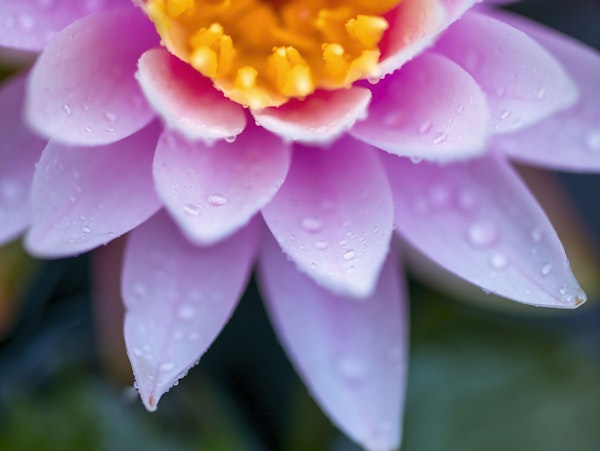 Pink Lotus Blossom Closeup