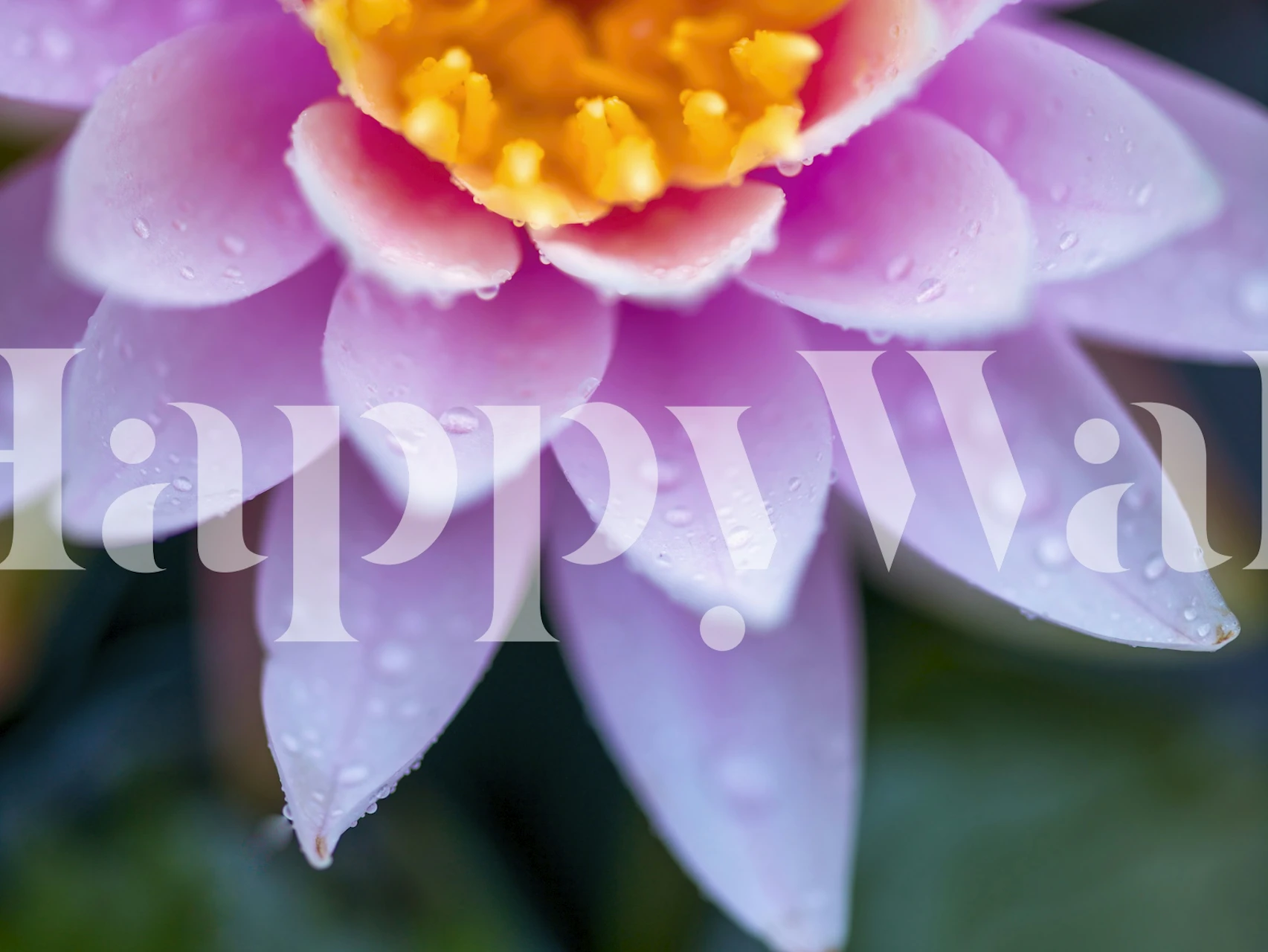 Pink lotus flower wallpaper in a bright room