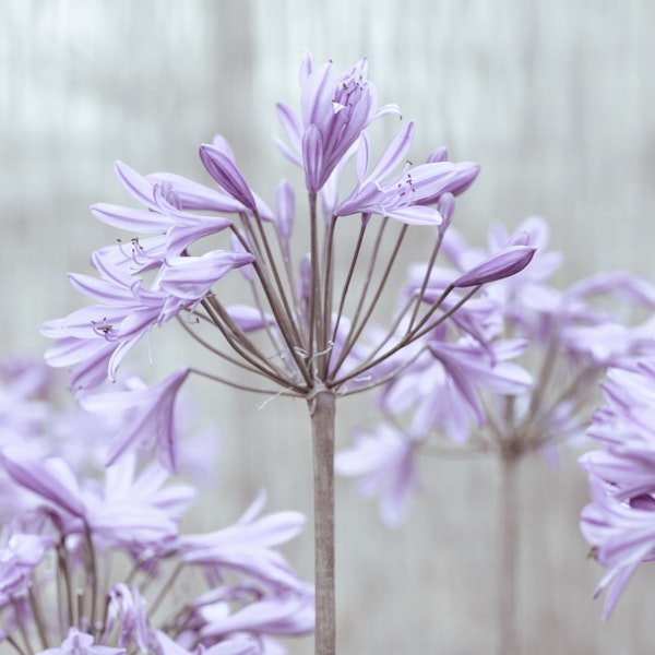 Soft Lilac Agapanthus Bloom