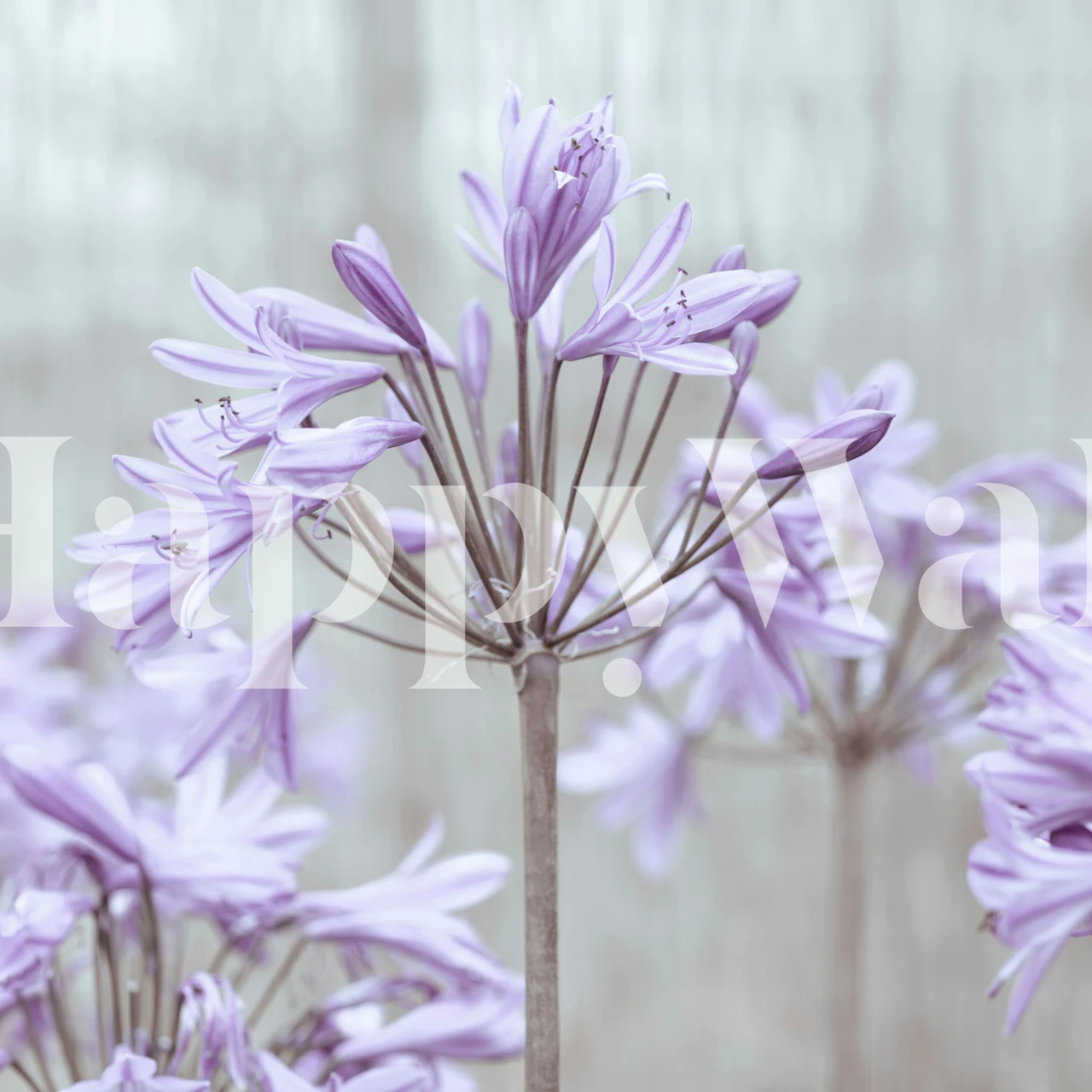 Lilac agapanthus wallpaper in a soft room