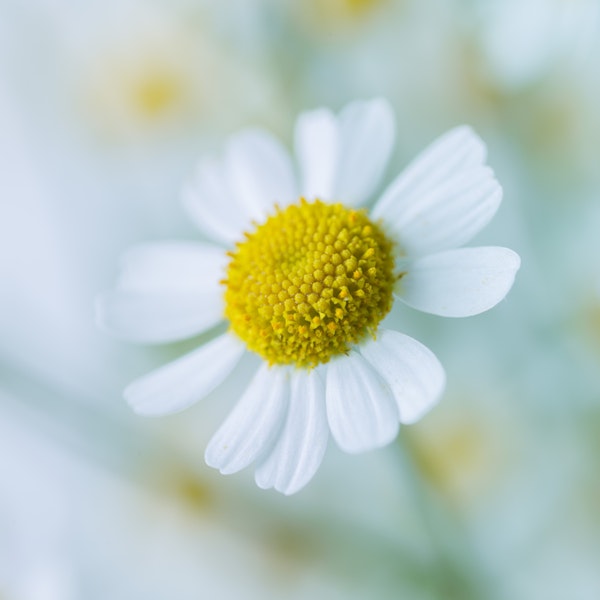 White Daisy Macro Closeup