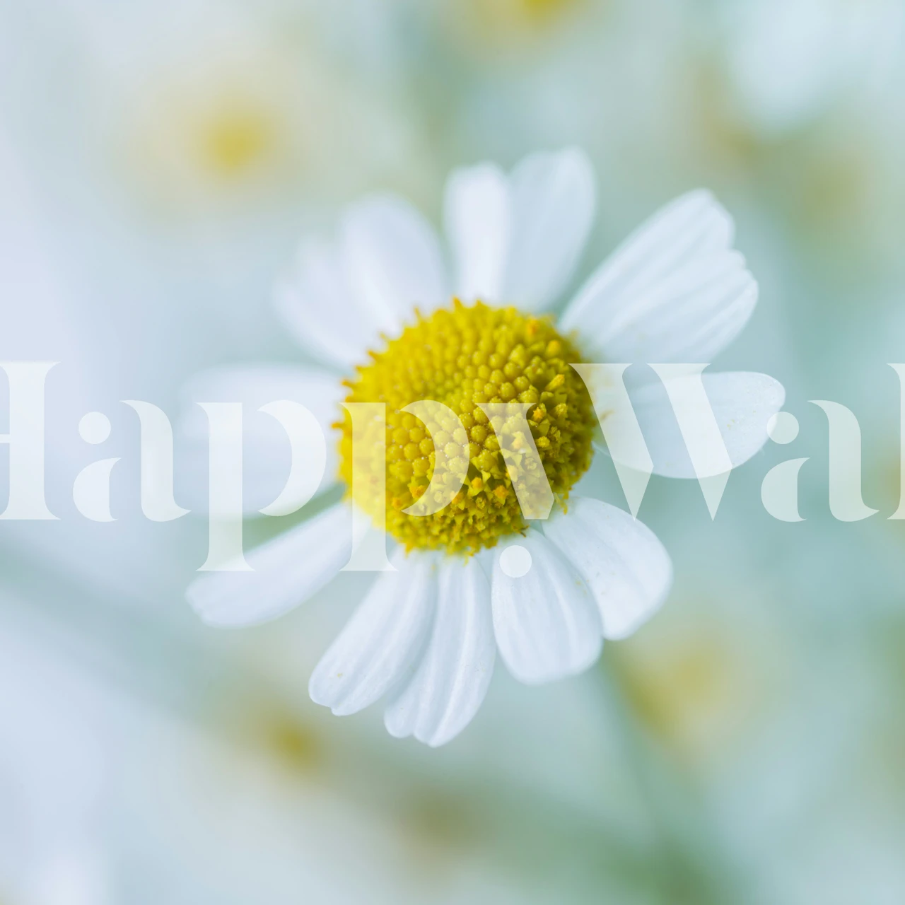 White daisy macro wallpaper in a soft blue room