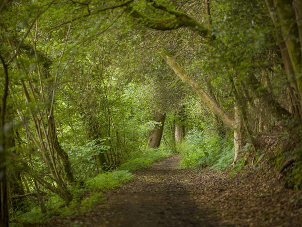 Green Forest Pathway