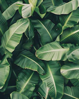 Tropical Banana Leaves tapet