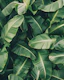 Tropical Banana Leaves