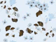 Vintage Ginkgo Florals in Blue