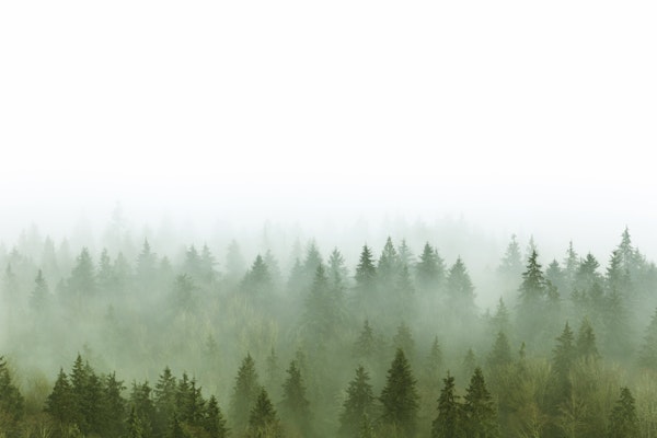 Enchanting Pine Forest