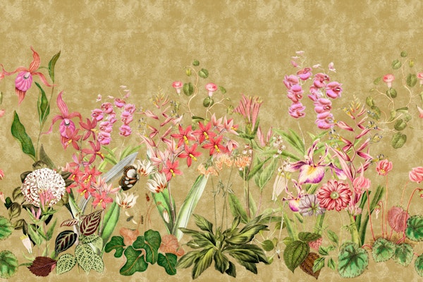 Pink Orchid Bloom Border 1