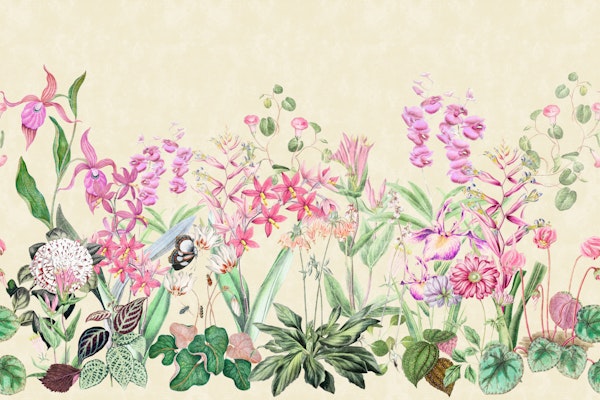 Pink Orchid Bloom Border 3