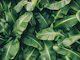 Tropical Banana Leaf Pattern