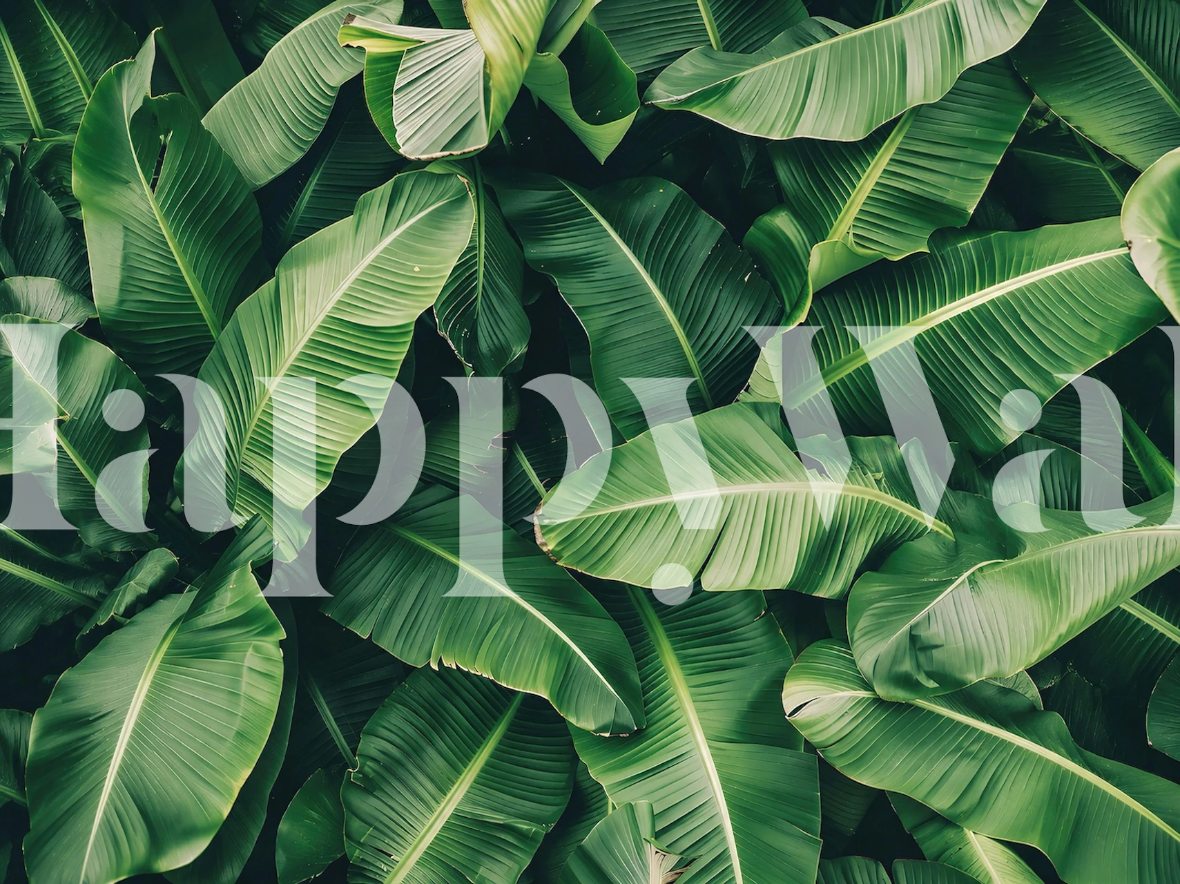 Tropical Banana Leaf Pattern wallpaper