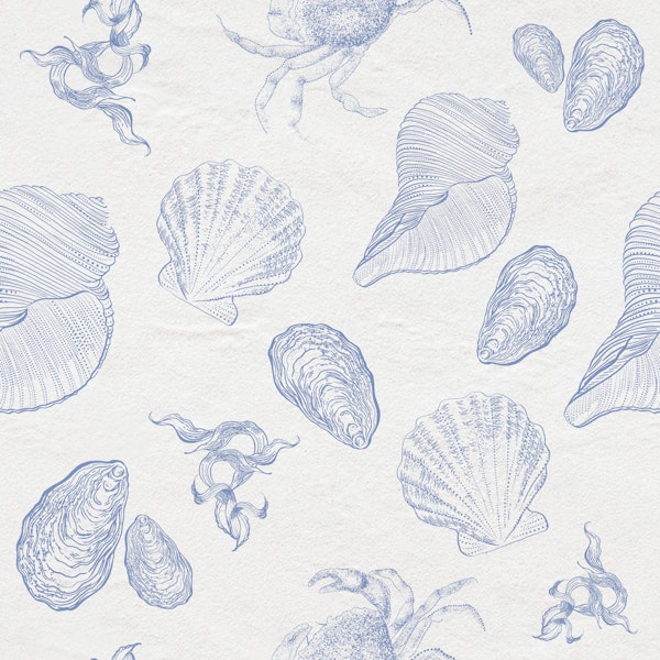 Coastal Seashells on Whitewashed Wall