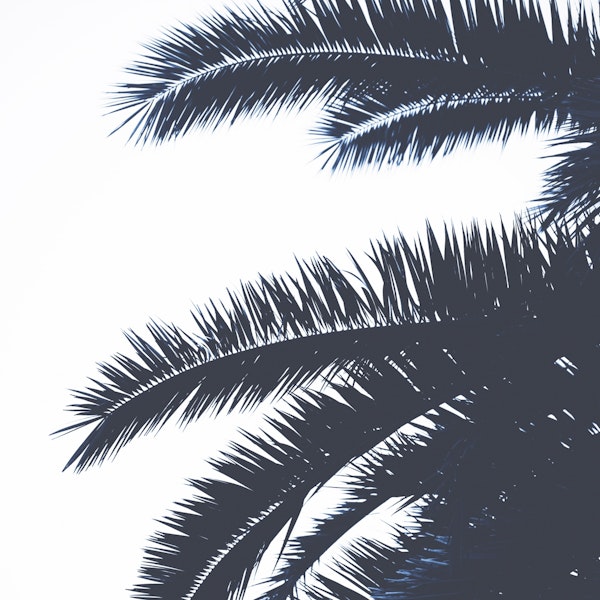 Leaves Palm Tree Vibes