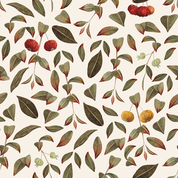 Brazilian Cherry - Summer