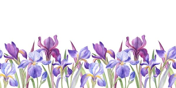 Vibrant Purple Iris Bouquet