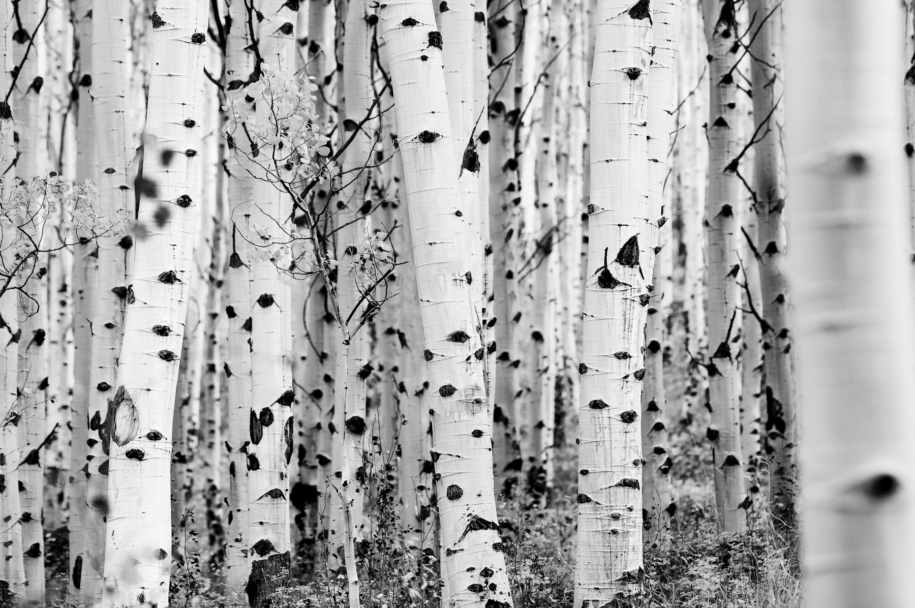 aspen