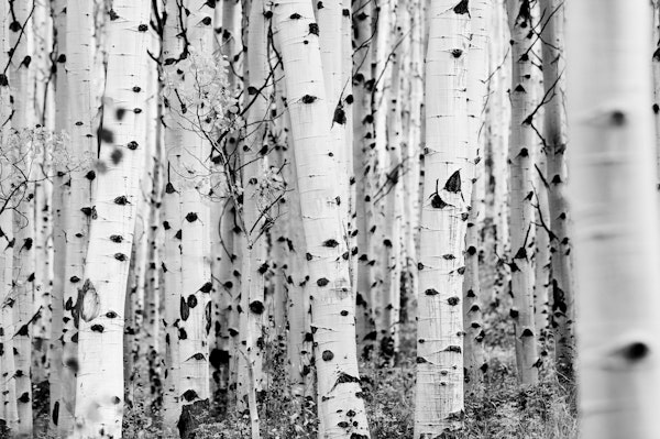 Birches in forest